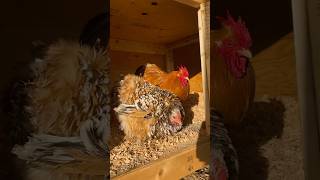 Bantam cochin chickens. Chester the rooster and his calico frizzle hen. #cochinbantam #chickens