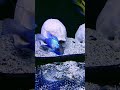 Elektrik Blue Acara ( EBA ) cichlid Amerika paling top