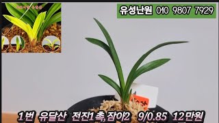 2월5일(수) 유달산,무명중투,진나무지,원명,무명중투,고산수,다원,무명소심,무명주금화,무명소심  좋은 품종들 판매합니다. 많은 성원 부탁드립니다 #춘란,반려식물