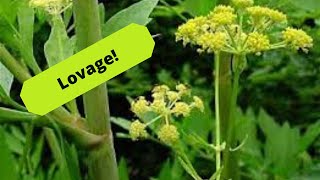 How to Grow Lovage