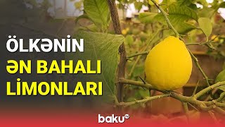 Ölkənin ən bahalı limonları - BAKU TV