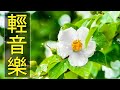 🎷🎷【非常好听】早上最适合听的轻音乐 放松解压 薩克斯風輕音樂 每天調心洗滌心性 正能量 輕音樂 放鬆解壓 禪修音樂 relaxing chinese music 58