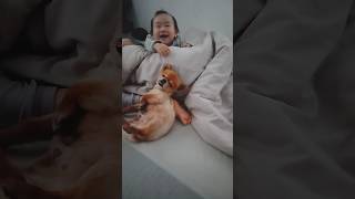 犬と遊びたい赤ちゃん\u0026それがダルいチワワ！ #0歳  #baby #チワワ