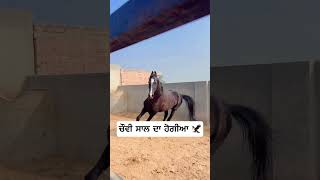 ਹਜੇ ਵੀ ਬੜਕ ਕੈਮ ਆ #horse #hoursepower #automobile #horselover #hourselover #car #punjabi