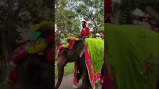 ಮೈಸೂರು ದಸರಾ 2022 | ಅಭಿಮನ್ಯು | Mysore Dasara  2022 | Mysuru | Elephant Abhimabnyu | Chamundeshvari