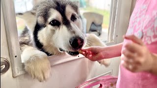 Sweet Girl Feeds Hungry Huskies Through Window #alaskanmalamute #husky