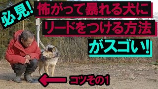 怖がって暴れる犬（野犬・経験不足）興奮を抑え散歩前のリードをつけるコツ！