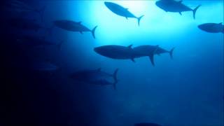 嫁島マグロ穴　小笠原父島　素潜りの学校ツアー