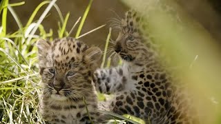 San Diego Hayvanat Bahçesindeki Amur Leoparı yavruları dış dünyaya merhaba dedi