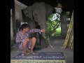 Behind the Scenes WHEN ELEPHANTS WERE YOUNG - How much can the elephant in the room eat?