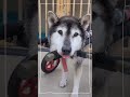 【老犬介護ホームメロー】今日のみんな🐾（11 24）