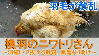 換羽のニワトリさん～羽繕いで羽が抜ける雌鶏、巣篭もり（就巣）のあと～