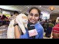 சென்னையை கலக்கிய செல்லப் பிராணிகள். pet show pet gala chennai.