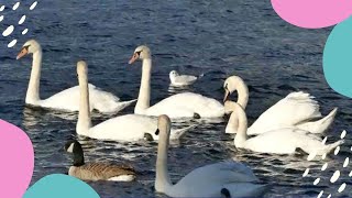 Beautiful White swan in the lake । হ্রদে সুন্দর সাদা রাজহাঁস ।।