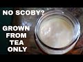 KOMBUCHA WITHOUT A SCOBY