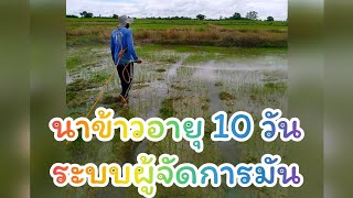 EP.2 ข้าวอายุ 10 วัน  #ระบบผู้จัดการมัน ไร่เกษตรเชียร