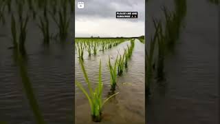 HD Farming Video 📸📸 HD whatsapp status 😀😀😀 Most popular Farming Video 😀😀🤟🤟🤟 shorts feed🙂🙂
