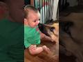 Dog ATTACKS baby! 😱 #shorts #baby #dogs #viral