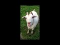 meme funny goat licking