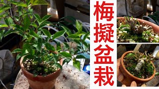 いい素材がやじま園に梅擬盆栽早く太らせて店頭へ・太らせる＆幹や枝に芽を吹かせる剪定小品盆栽職人教わる・生産者小品盆栽職人やじま園＠盆栽タネ