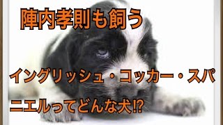 【陣内孝則のペット】イングリッシュ・コッカー・スパニエルってどんな犬!?