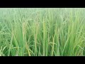 தாளடிக்கு ஏற்ற சிறந்த நெல் co 50 best paddy varity in thaladi session