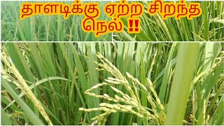 தாளடிக்கு ஏற்ற சிறந்த நெல் !!CO-50 // best paddy VARITY in thaladi session