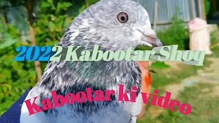 Kabootar Haryanvi Song || Kabootar Renuka Panwar || Best Pirpiai Kabootar Bazi