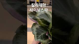 헬로우가든마켓 칼라데아 샤이닝스타