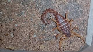 PARABUTHUS VILLOSUS SCORPION