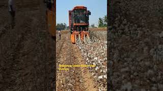 Cotton Picking in Field #shaktimaan #cotton #research #cottonfield