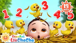 Cinco Patitos🦆 | Contar de 1 a 5 + Más LiaChaCha en Español - Canciones Infantiles