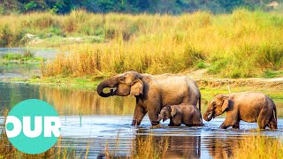 Life In The Royal Chitwan National Park | Our World