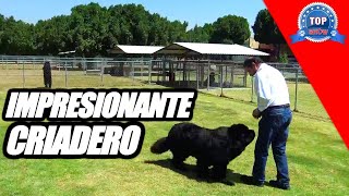 PERROS TERRANOVA