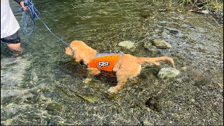 【泳げないわんこ】はじめての川遊びで飼い主に泳げないことがバレたてんくん