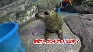 お魚を食べるアザラシ かぶと②【浅虫水族館公式】