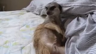 【🦦Meerkat】Going back to sleep. #shorts