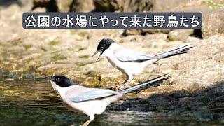 公園の水場にやって来た野鳥たち：身近な野鳥たちの短編集NO3