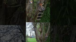 Eurasian hoopoe in flight to the birdbox #short