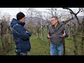 how vineyards are manured in italy