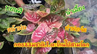 ตะโกนดังๆว่า.!!!. สวยจึ้งไปสามโลก.!!!.บอนสีหน้าฝนต้องฟอร์มกอธรรมชาติ