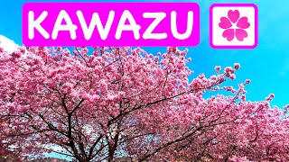 Kawazu Cherry Blossoms - best cherry blossoms in Japan (河津桜）