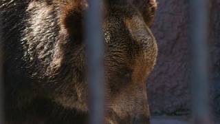 水から上がるエゾヒグマの栄子(円山動物園)