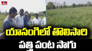 యాసంగిలో తొలిసారి పత్తి పంట సాగు | Cotton Cultivation For The First time Yasangi in Mancheria | hmtv