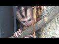 果物を口にするシシオザルの赤ちゃん〜lion tailed macaque baby