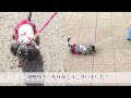 時空を超え、姉妹犬が子犬同士となって一緒に散歩！？