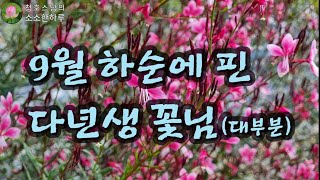 9월 하순의 꽃밭에 피는 다년생꽃