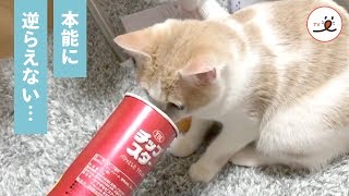 本能の赴くままに筒の中に頭を入れてみたら…‼︎ ニャンコのお茶目な行動🐱 ✨【PECO TV】