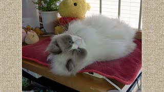 ブラッシングしようね♪気持ち良さそうな顔の Ruuニャン［Ragdoll Cat Ruu #624］Feels Good♪ Cat Ruu loves being brushed