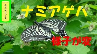 ナミアゲハ　様子が変